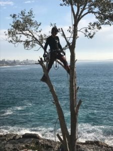 Jonnie from Wolf Trees climbing Norfolk Pine in Bundeena