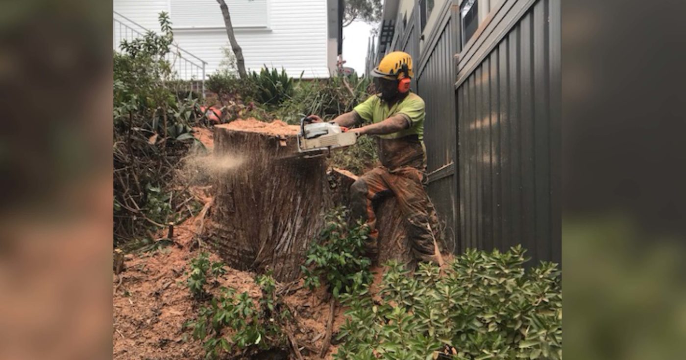 arborist cutting a big tree in a residential backyard