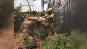 arborist cutting a big tree in a residential backyard