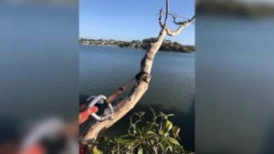 arborist cutting down a tree limb hanging over water