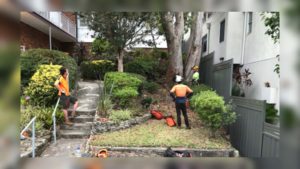 arborists assessing the situation prior to removal of large tree