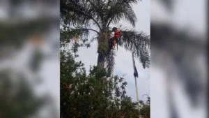 arborist pruning cocos palm tree