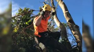 Jonnie from Wolf Trees & Gardens up tree with chainsaw