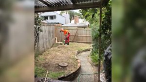 removal of a large tree damaged in a storm