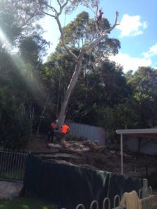Arborists cutting down dead gum tree in residential backyard