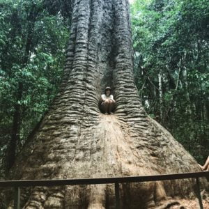  "Old Bottlebutt" in Burrawan State Forest