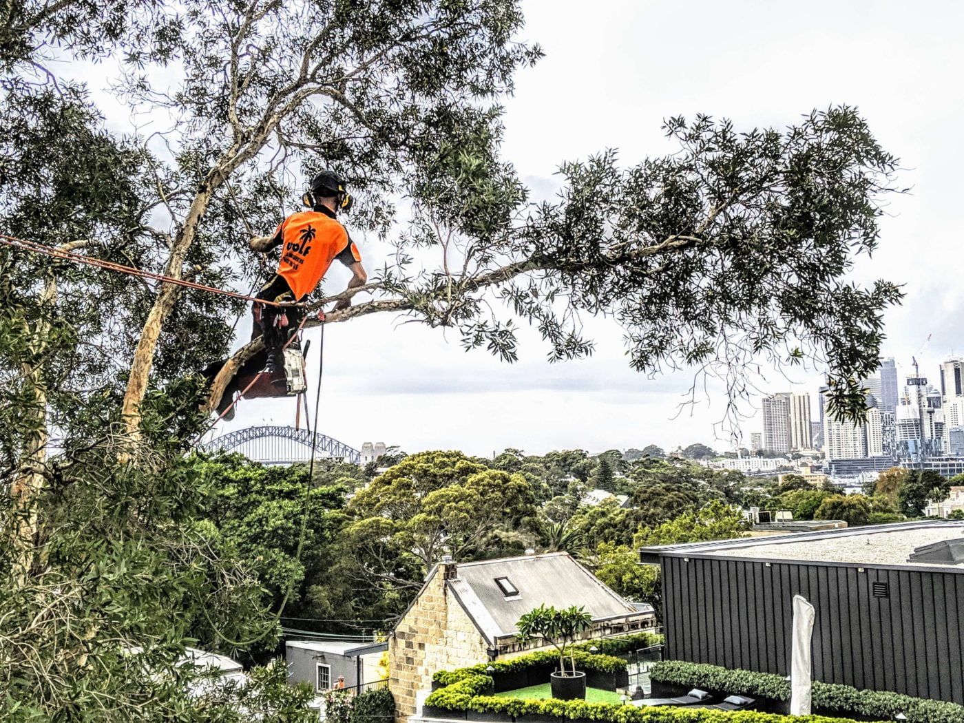 Tree Removal & Pruning Jobs in Sydney | Wolf Trees