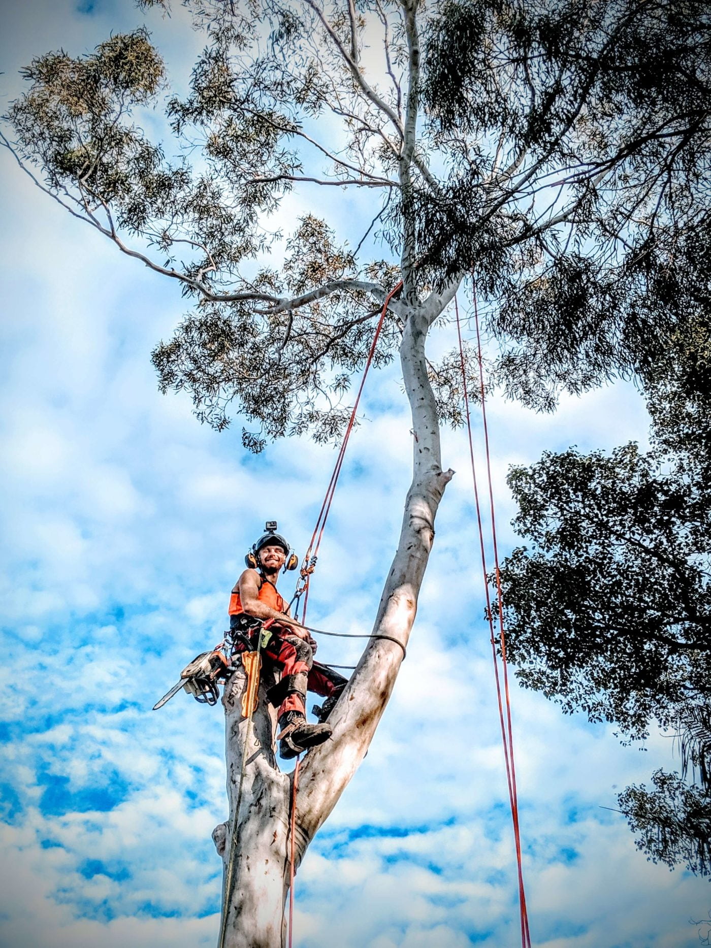 Tree Removal & Pruning Jobs in Sydney | Wolf Trees