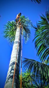 Palm Tree Removal in Jannali