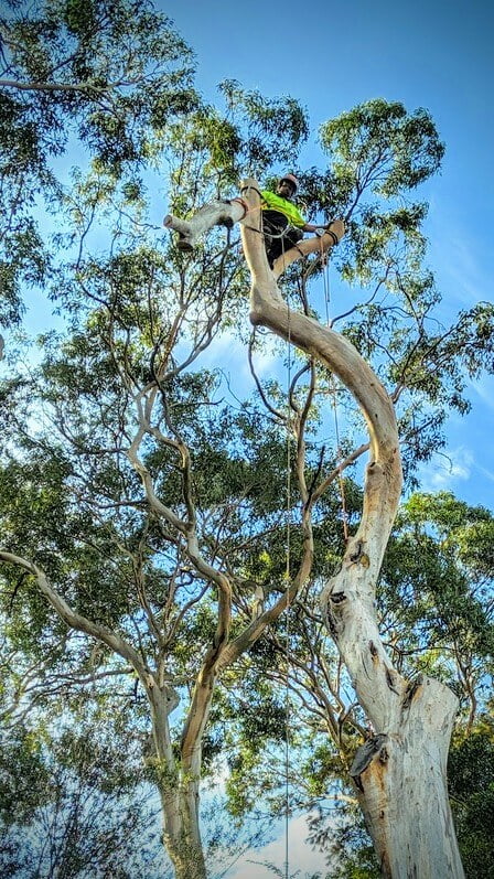 Tree Removal & Pruning Jobs in Sydney | Wolf Trees