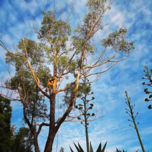 Gum Tree Removal