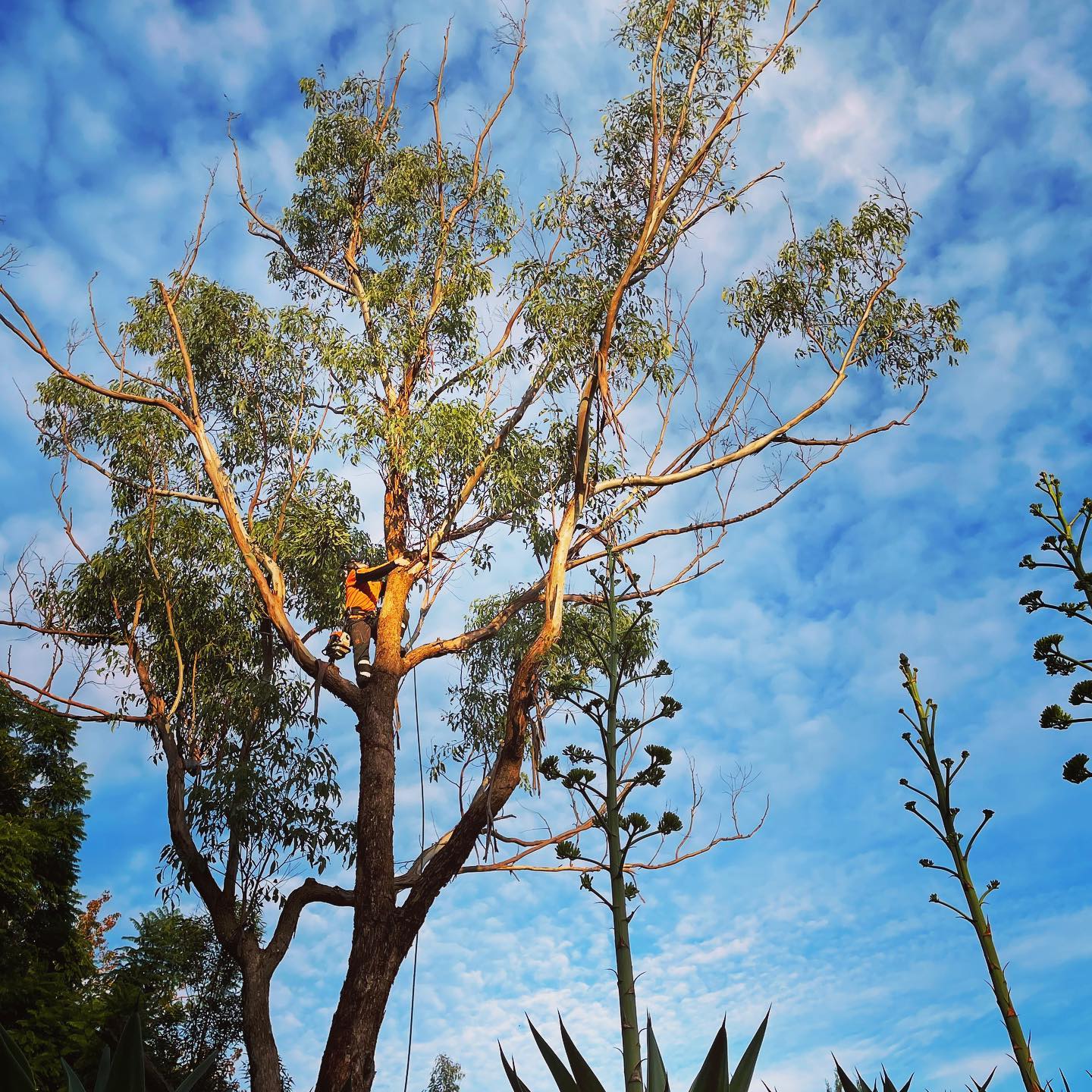 Gum Tree Removal Sutherland Shire Wolf Trees, Call Jonnie