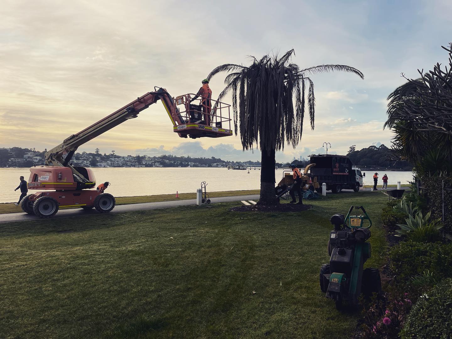 Palm Tree Removal Sutherland Shire Wolf Trees, Call Jonnie