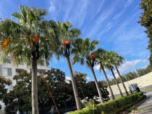 palm tree removal