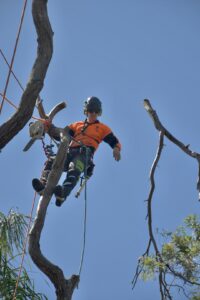 Jonnie pruning a tree