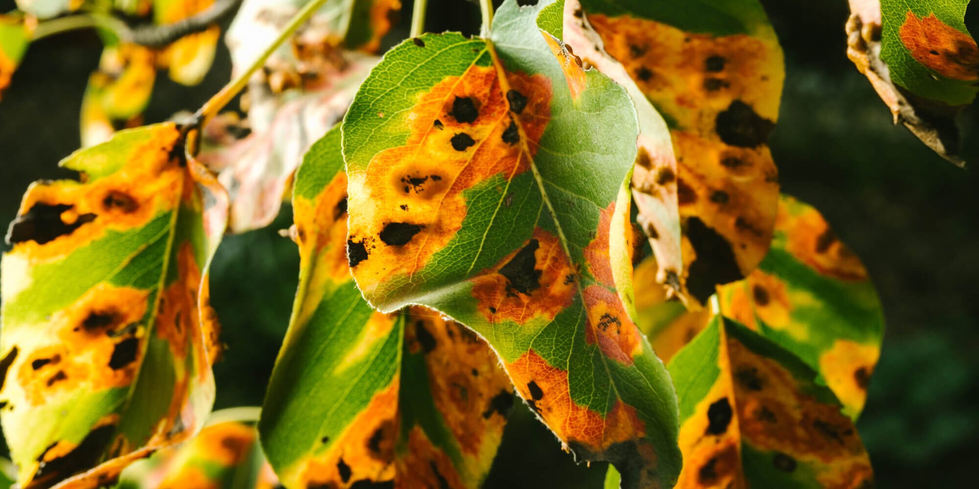 Red spots on the pear leaves. The tree is sick with a fungus