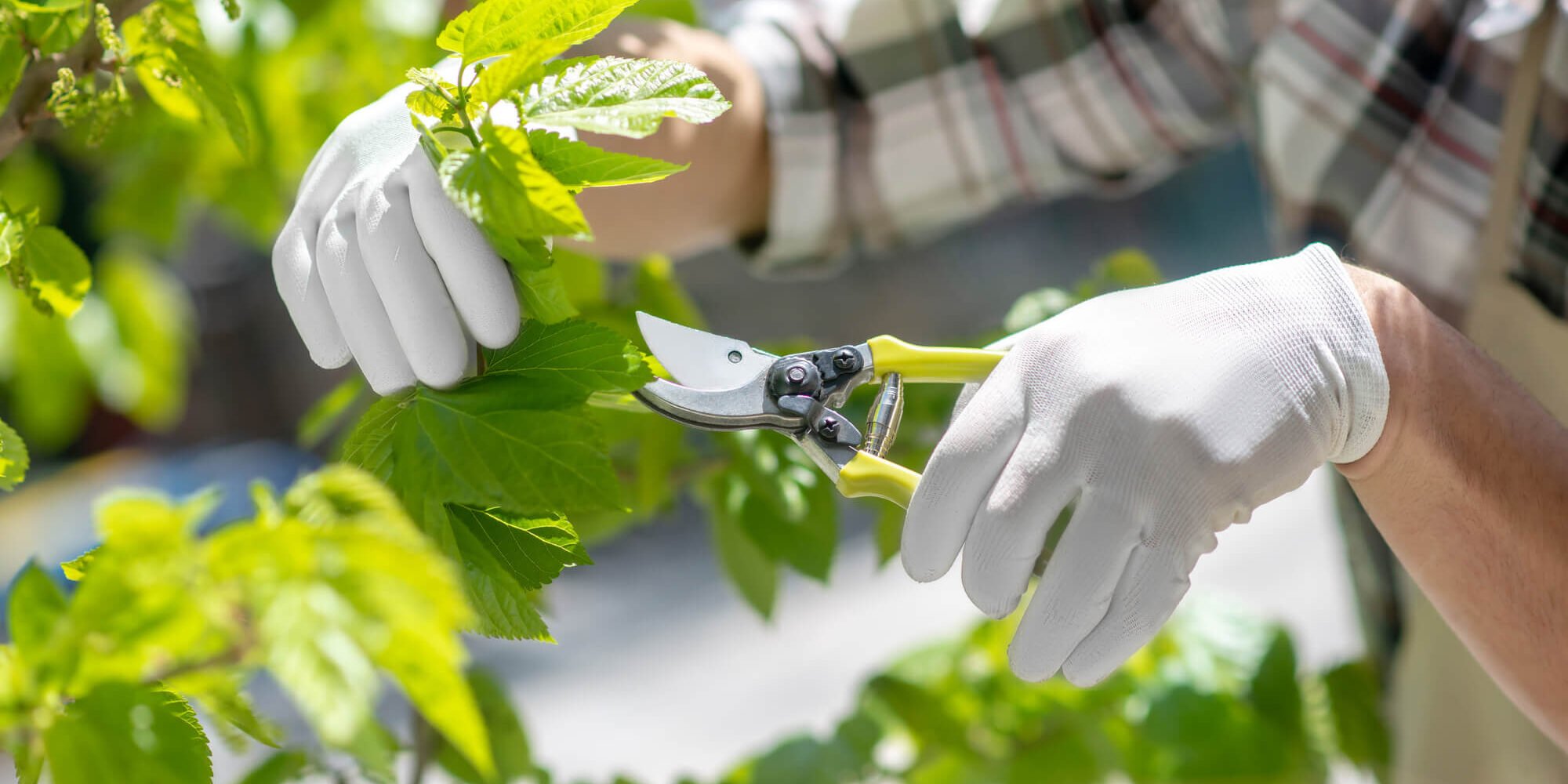 male hands in protective gloves trimming tree 