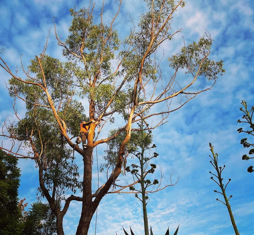 diseased gum tree