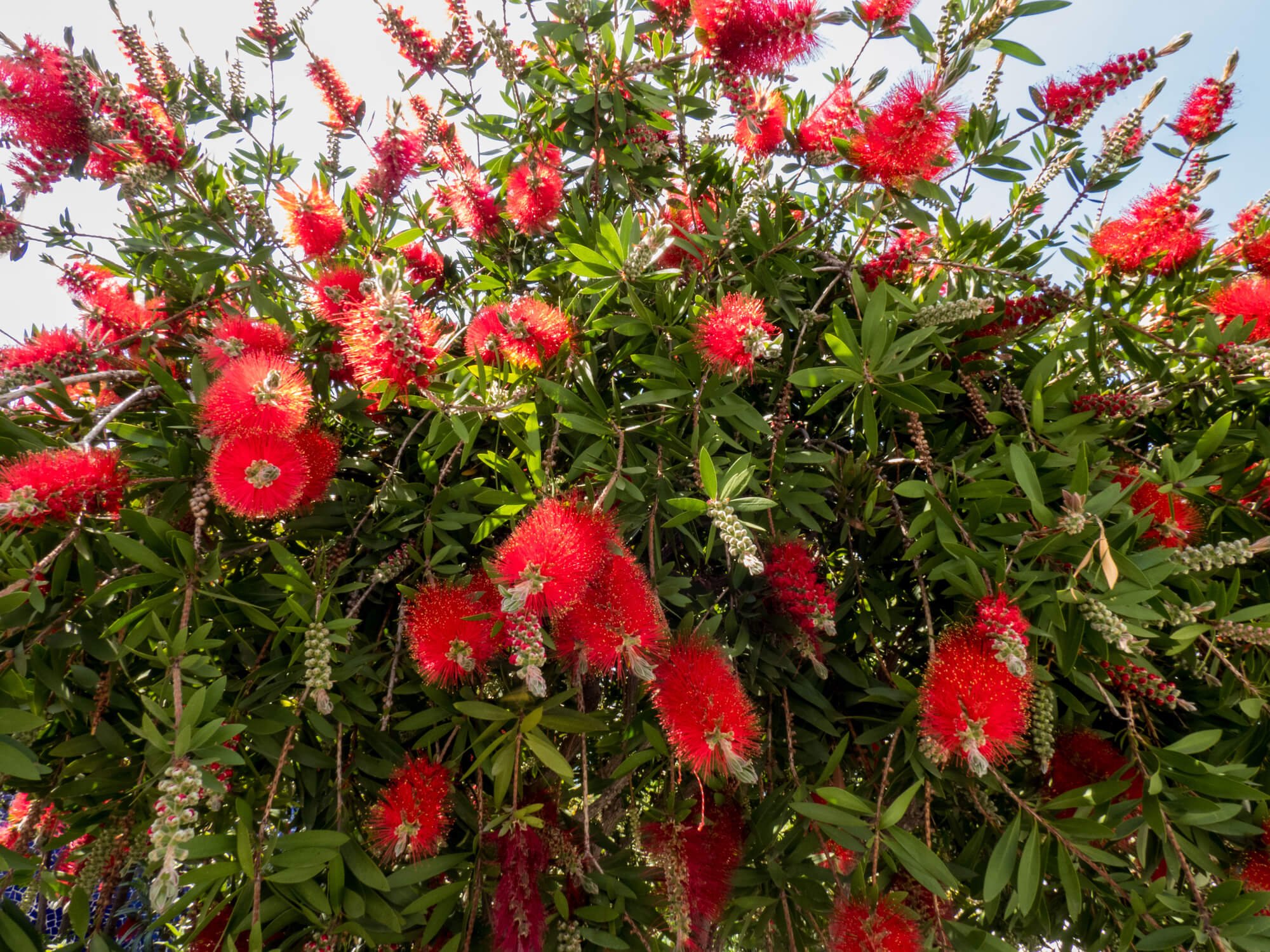 Bottlebrush