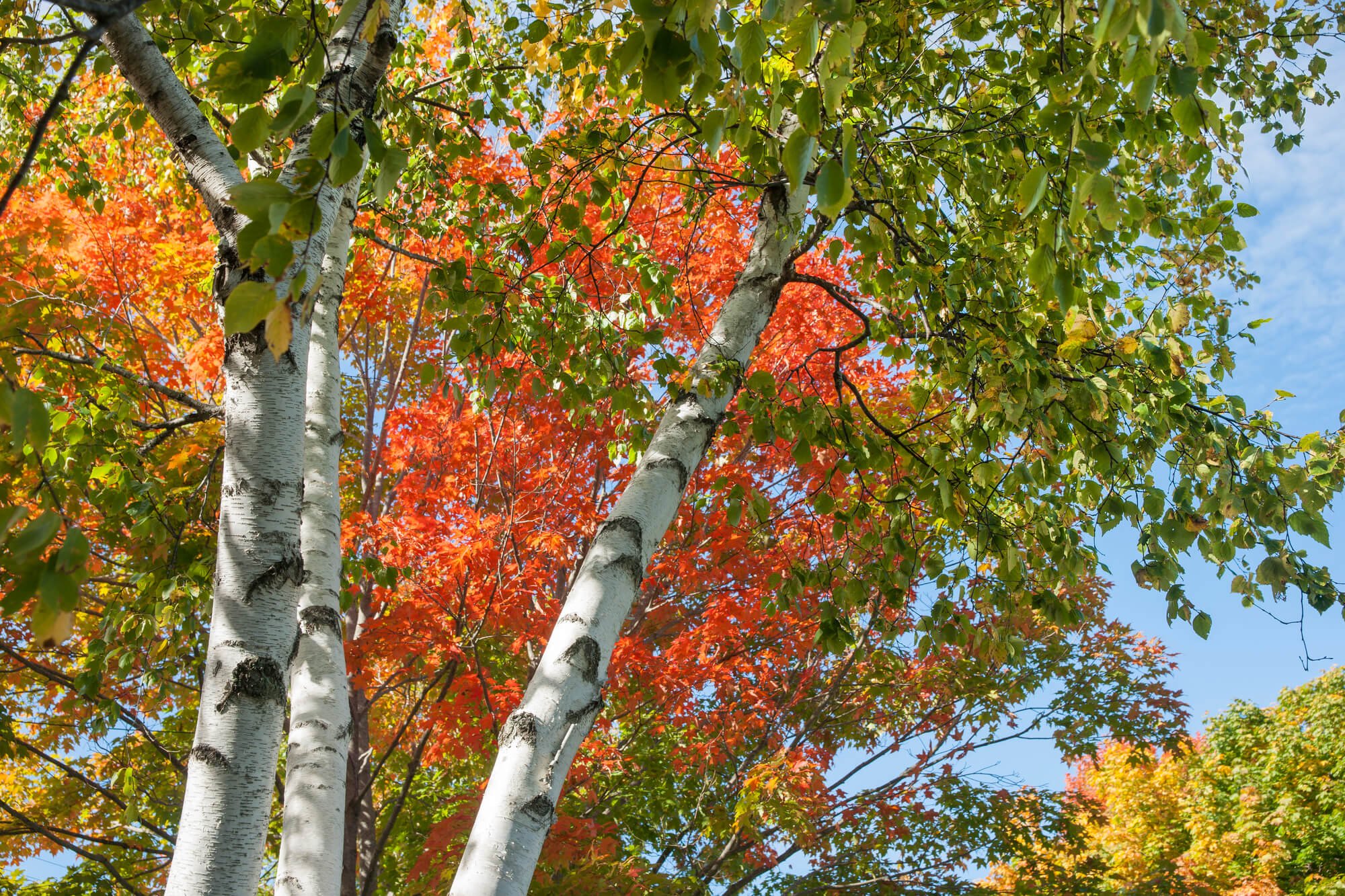 Silver Birch