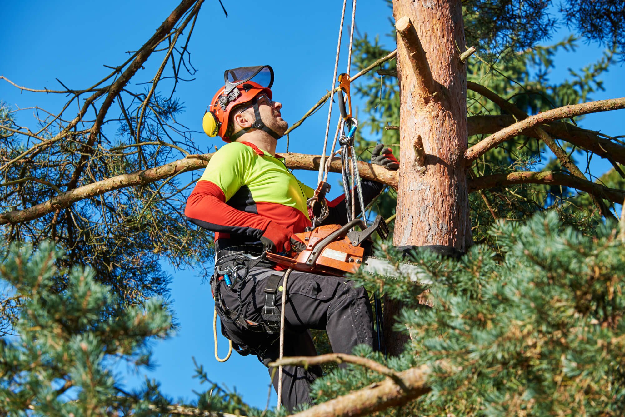 professional arborist up a tree