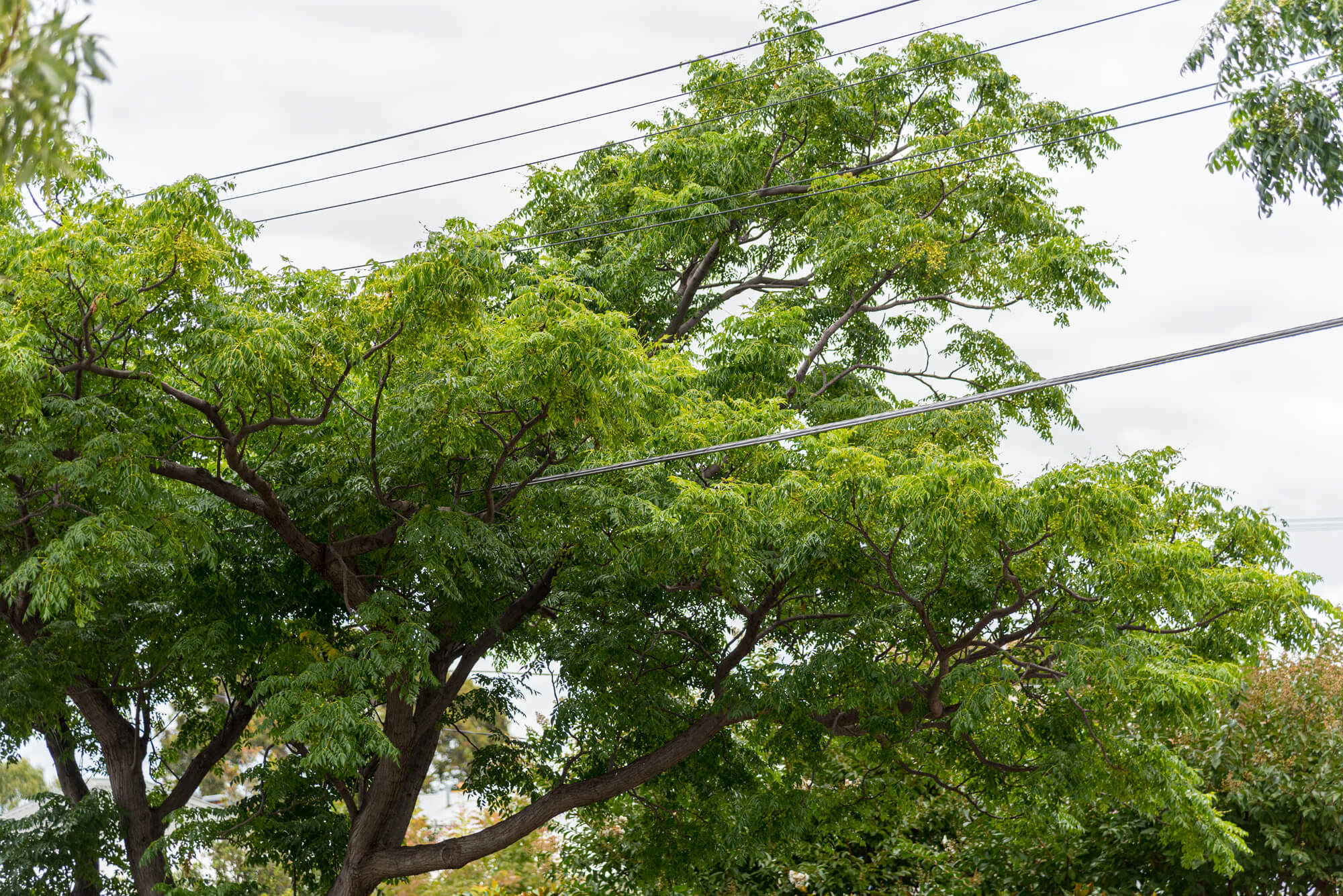 branches touching power lines