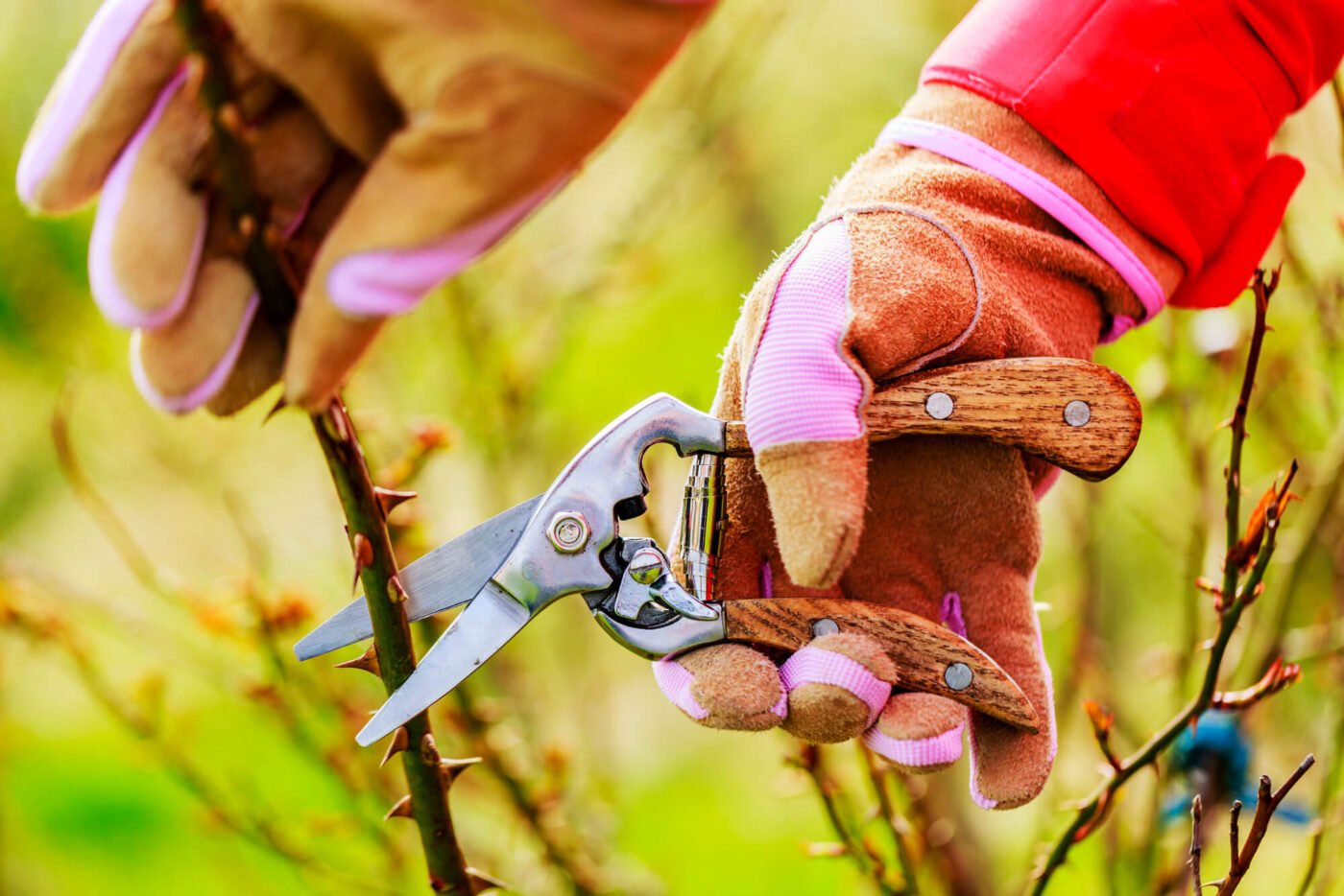 Why Tree Pruning is Essential for Your Home’s Safety | Wolf Trees and ...