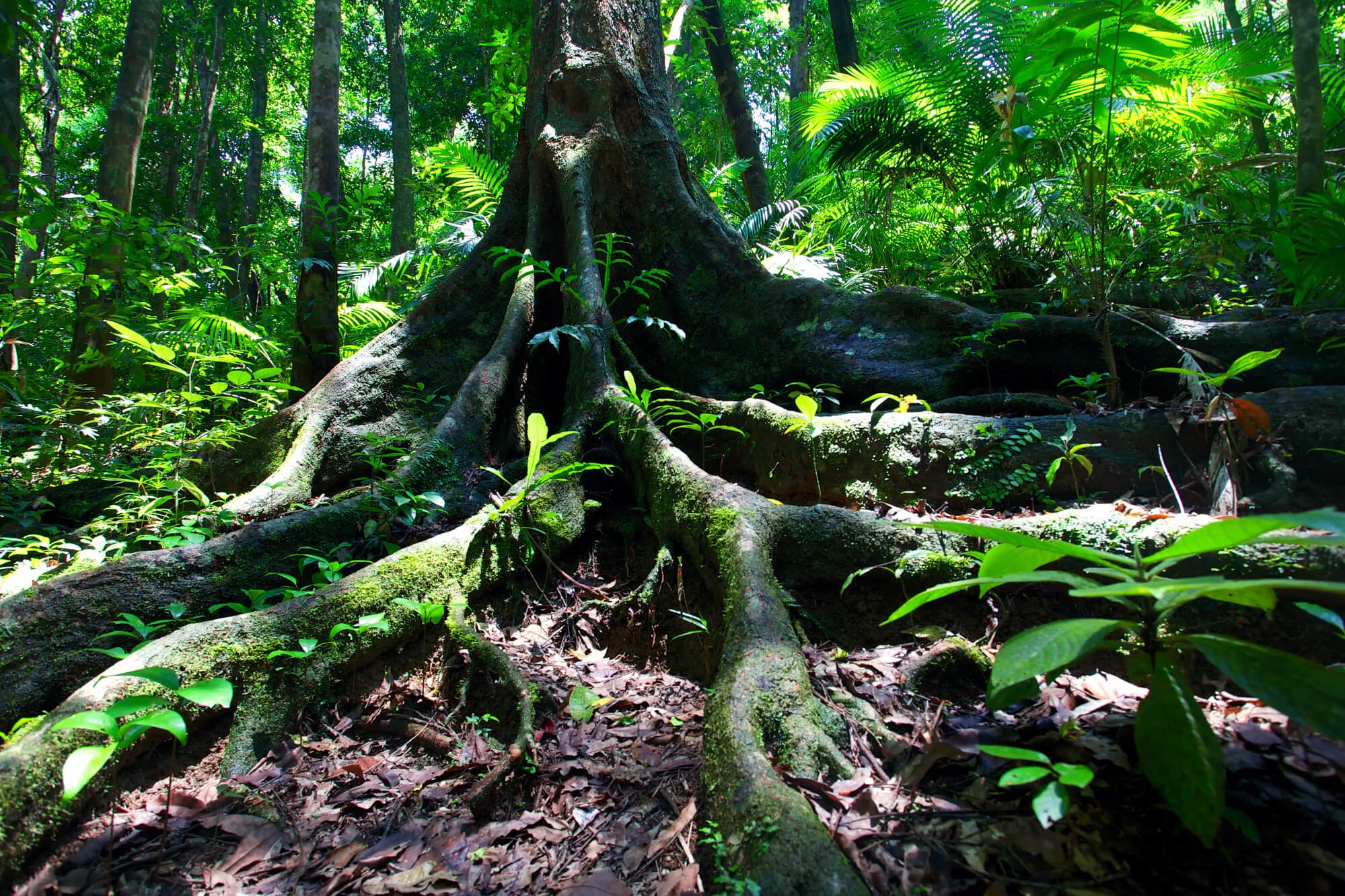Ancient Rainforest Tree In Daintree Forest
