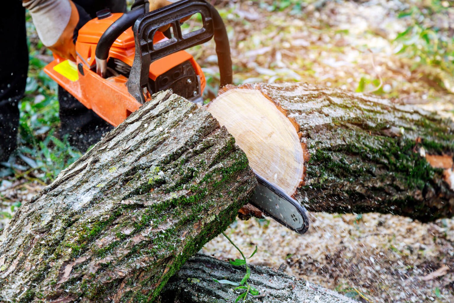 Prevent Storm Damage with Tree Removal | Wolf Trees and Gardens - Storm Damaged Tree Branch Removal