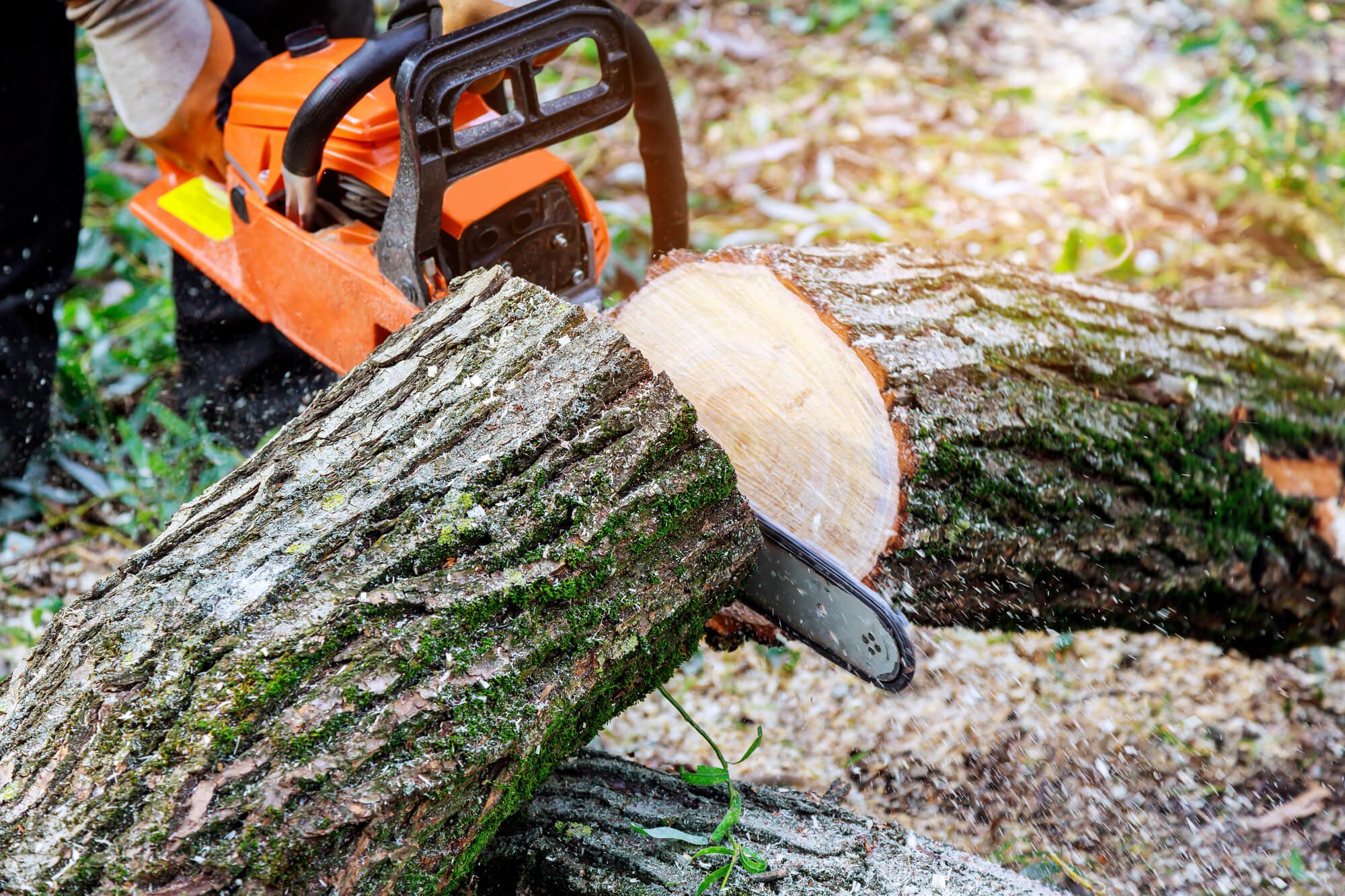 Arborist cutting uprooted broken tree with sawn chainsaw after a violent storm