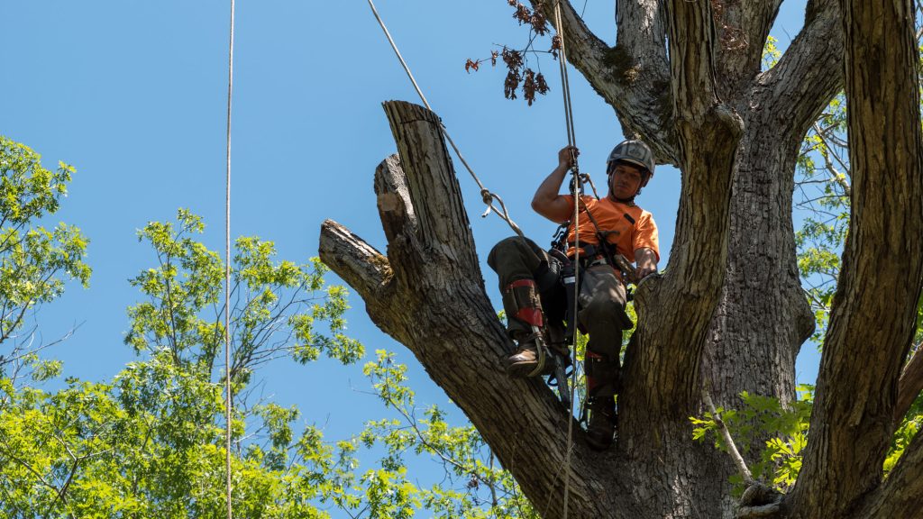 Worker in orange shirt climbing in tree cutting off dead branches