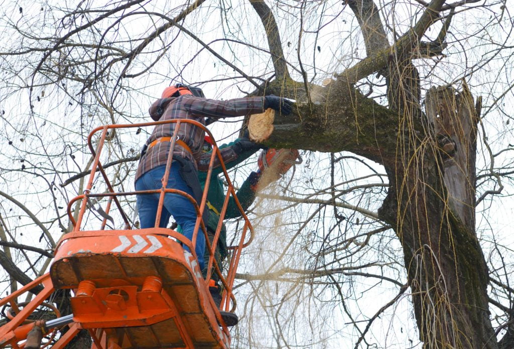 arborists cut branches tree chainsaw using truck mounted lift kiev