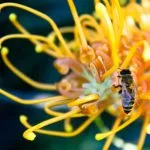 Grevillea Tree