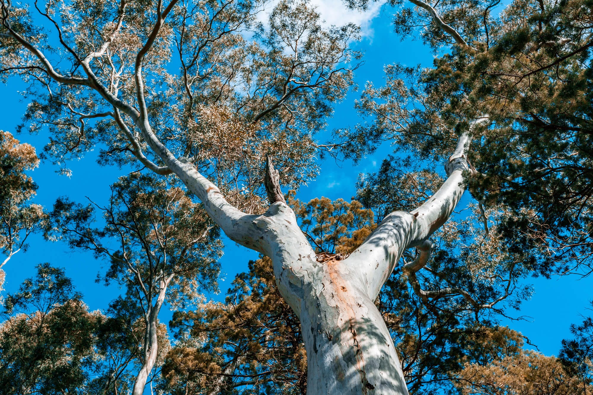 Beautiful native Australian gum tree canopy and blue sky 