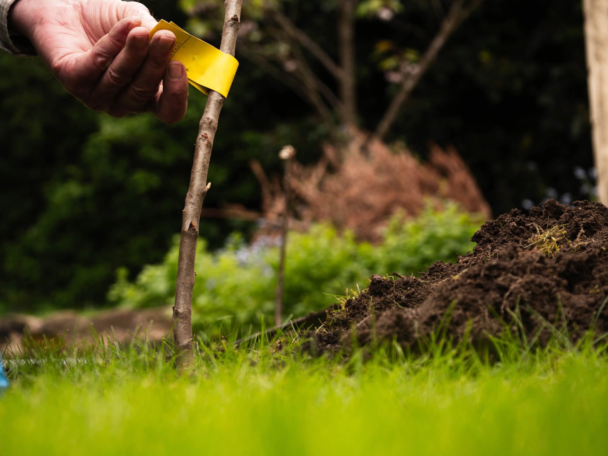 Gardener planting fruit trees in grass