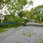 Fallen trees damaged power lines, sidewalk and car in the afte
