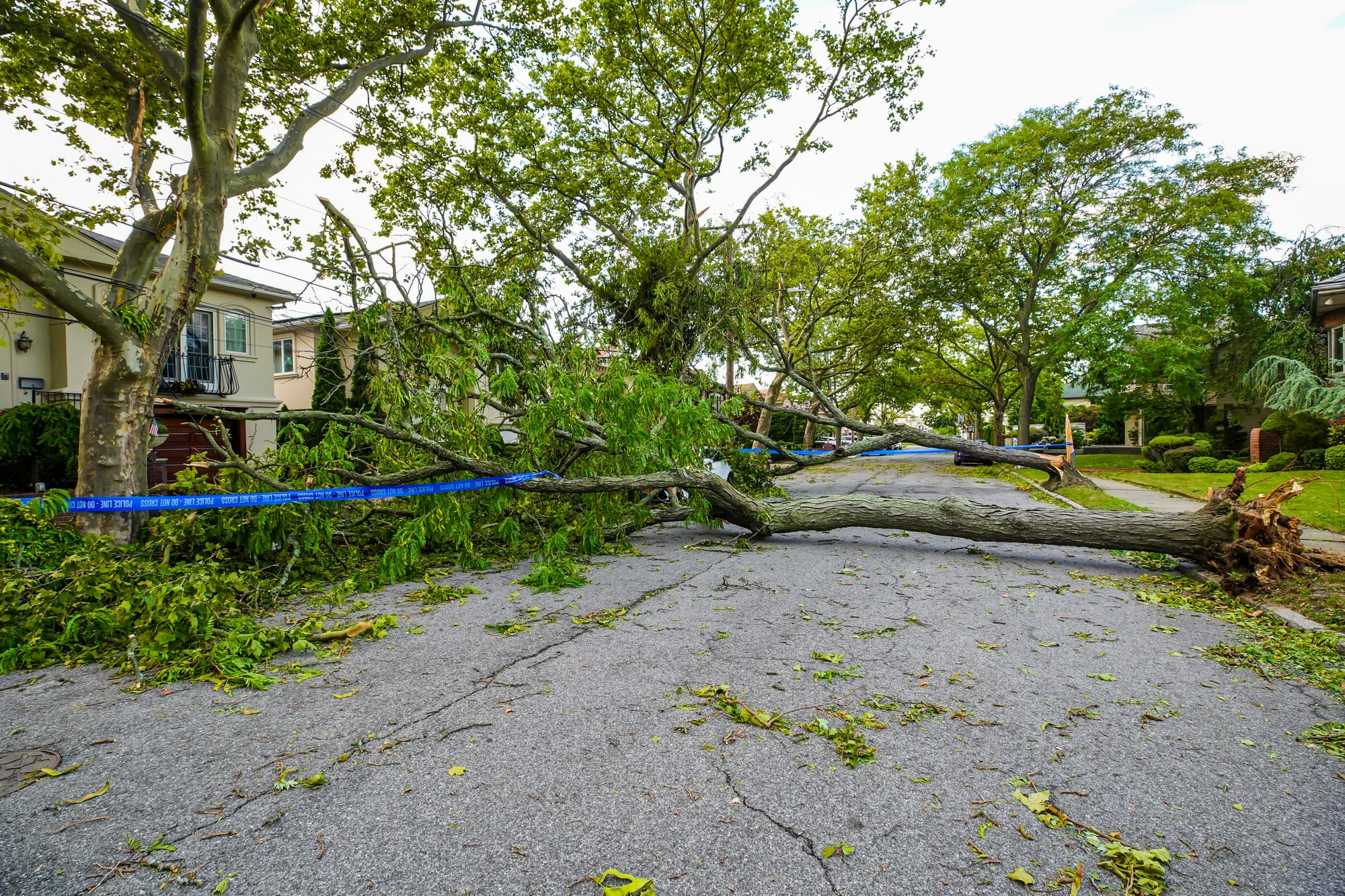 Fallen trees damaged power lines, sidewalk and car in the afte
