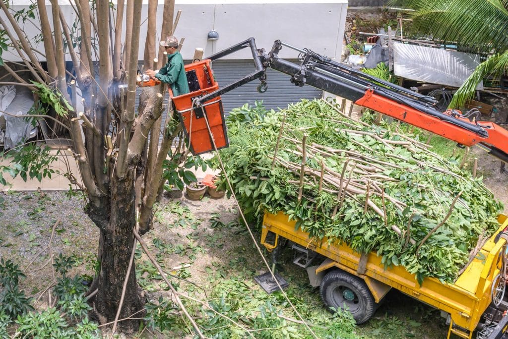 Gardener pruning a tree with chainsaw on crane.