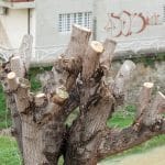 Close up of Pruned Tree