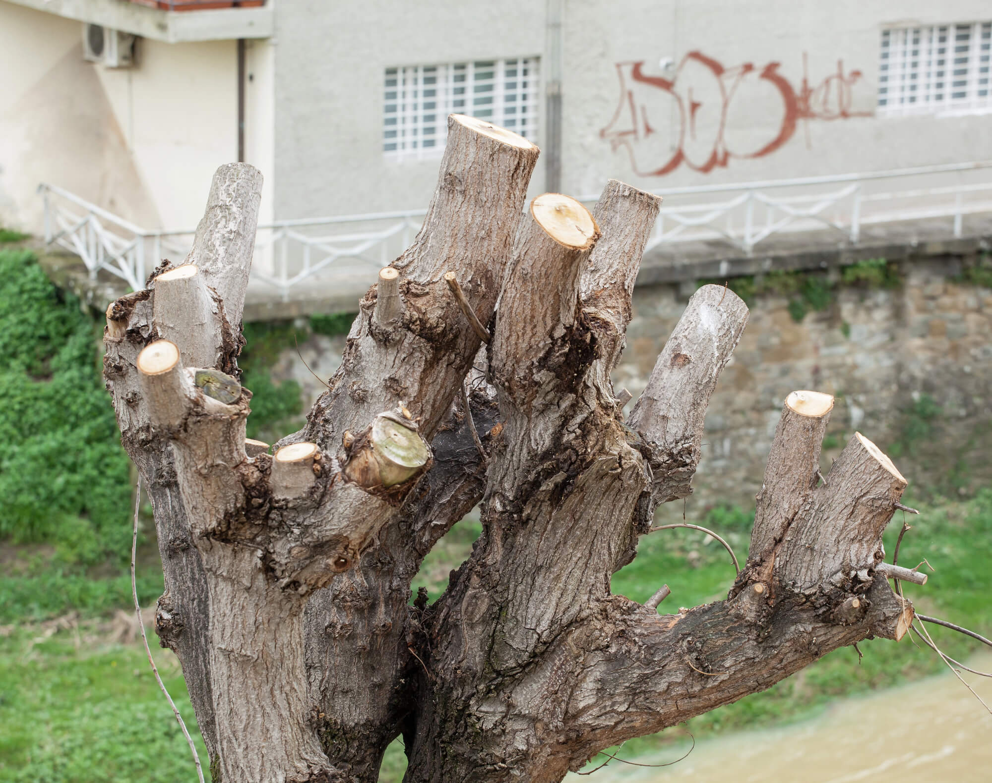 Close up of Pruned Tree