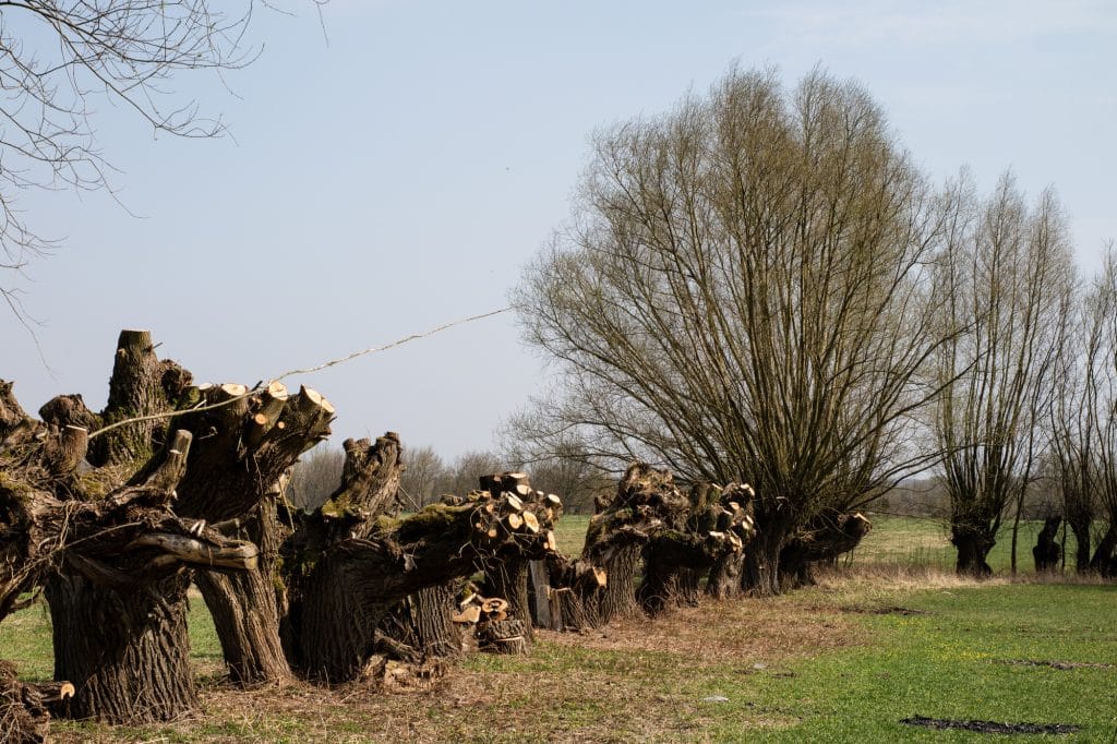 Spring cleaning on a meadow at the farm. Pruning the willow bran